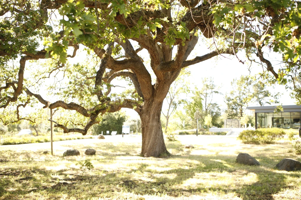 A photo of Founder's Oak Tree taken at The Athenian School in Danville, CA